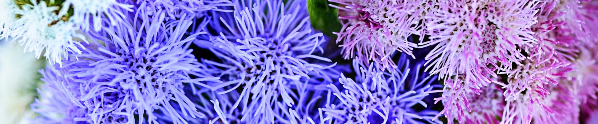 Ageratum