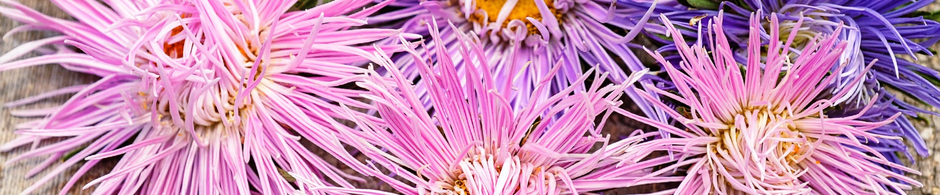Asters, China Asters, China