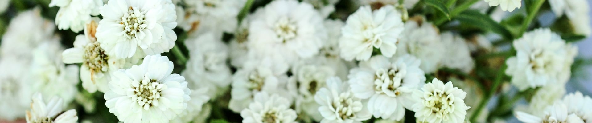 Baby's Breath