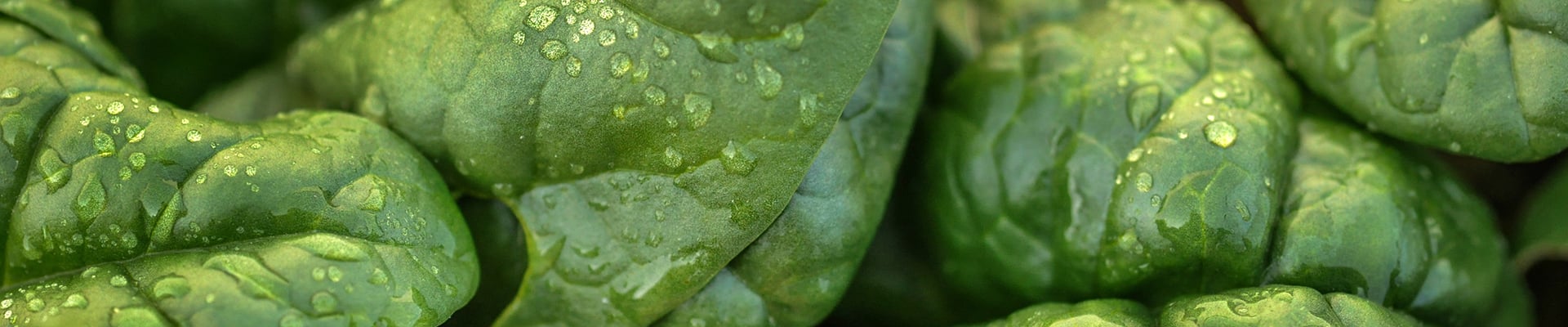 Spinach