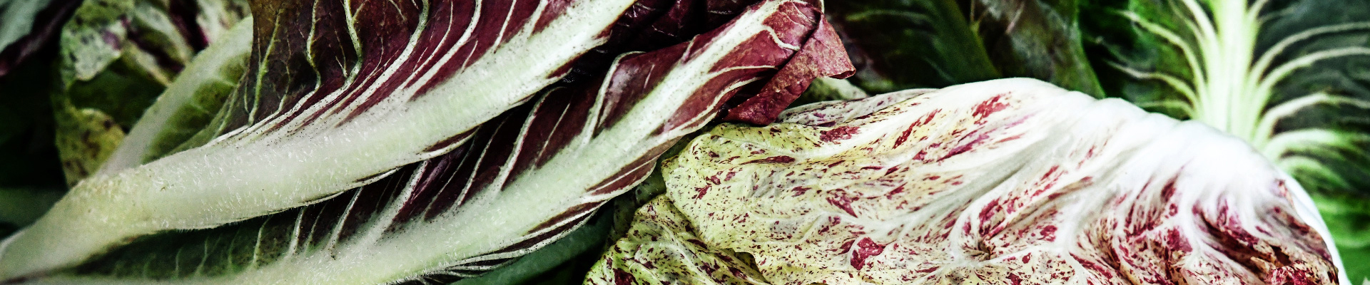 Radicchio