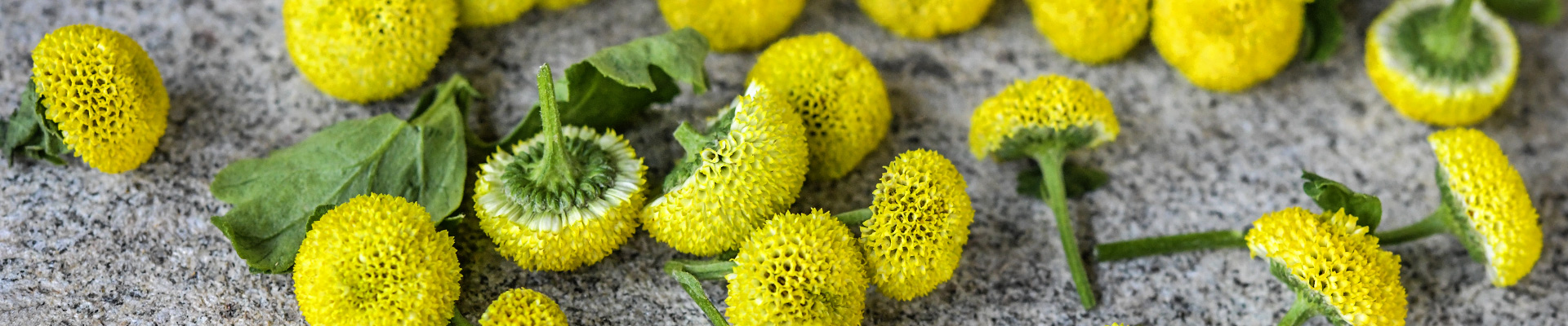 Chrysanthemum Chrysanthemum