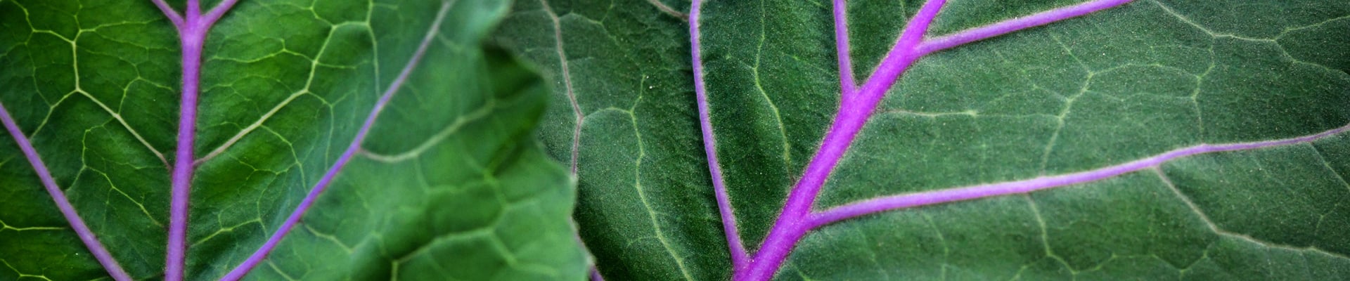Collards Collards