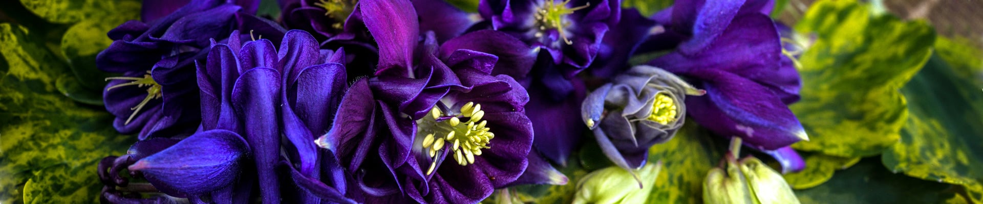 Columbine