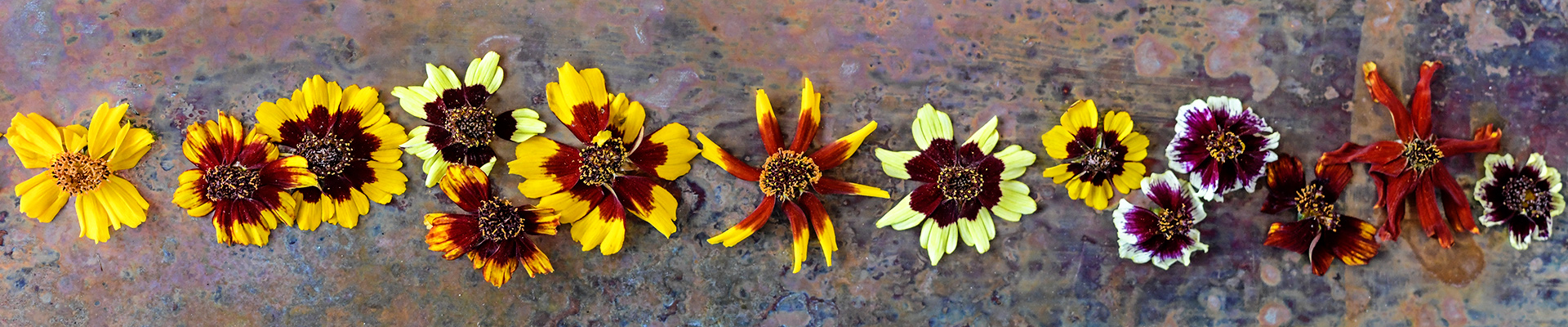 Coreopsis Coreopsis