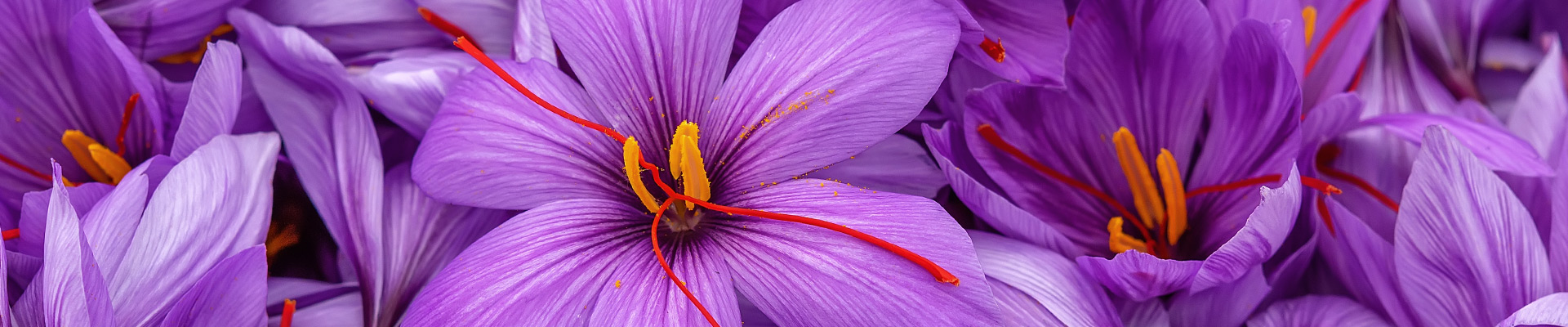 Crocus Bulbs Crocus Bulbs