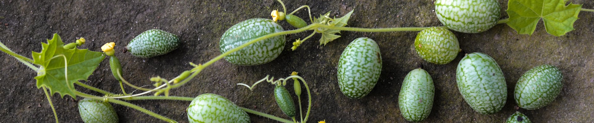 Cucumbers