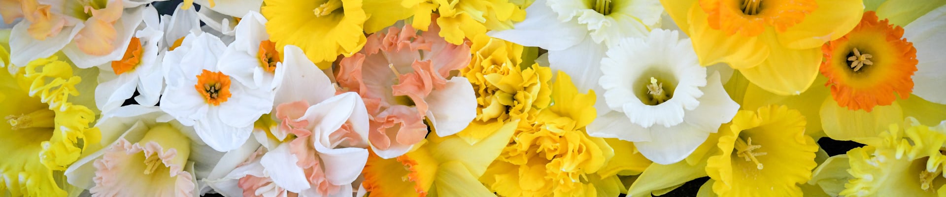 Daffodil Bulbs 