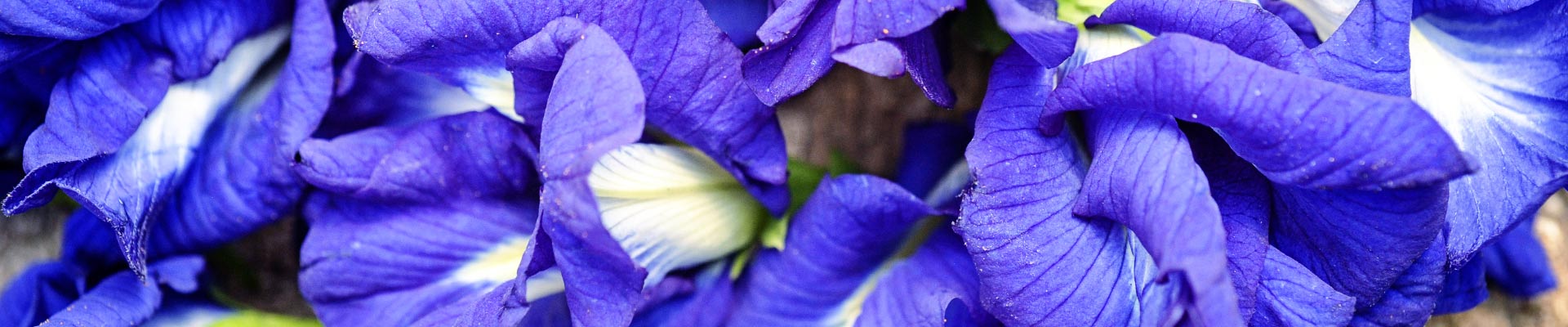 Butterfly Pea Butterfly Pea