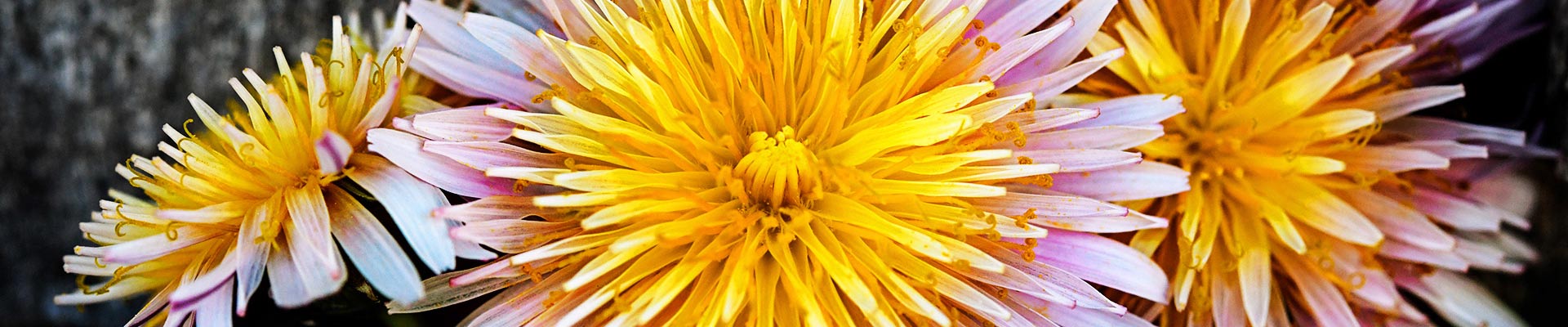 Dandelion Dandelion