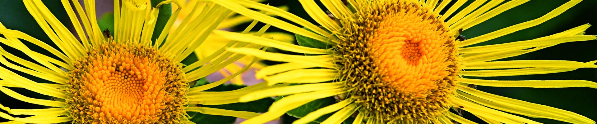 Elecampane Elecampane