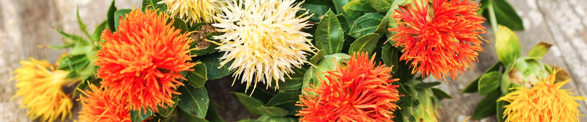 Safflower Safflower