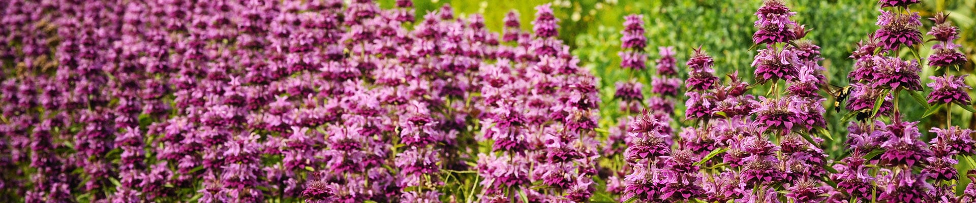 Bee Balm Bee Balm