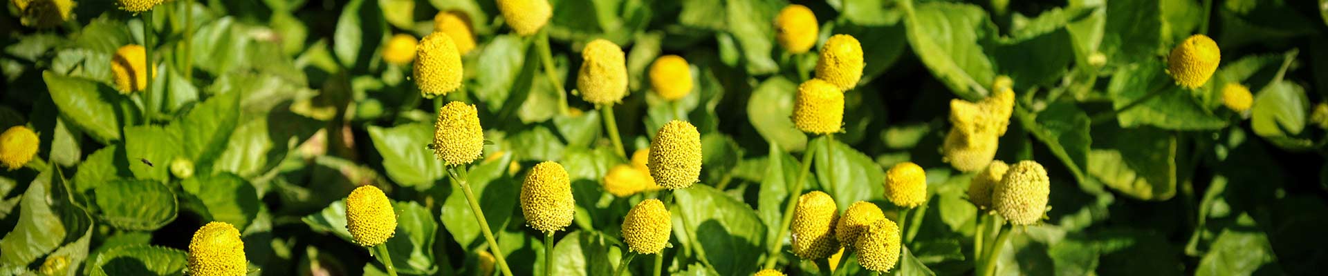 Toothache Plant Toothache Plant