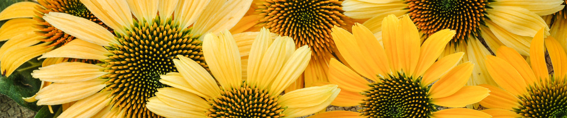 Echinacea Echinacea