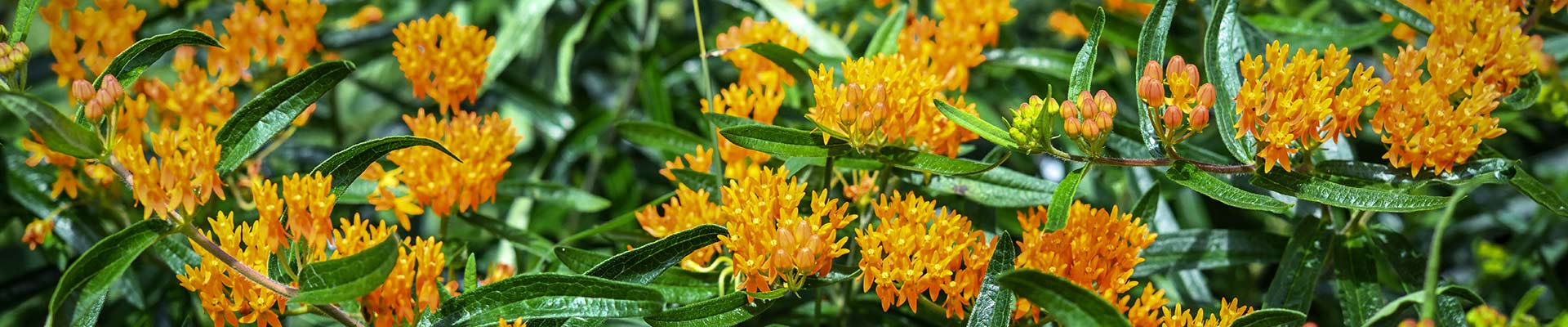 Milkweed Milkweed