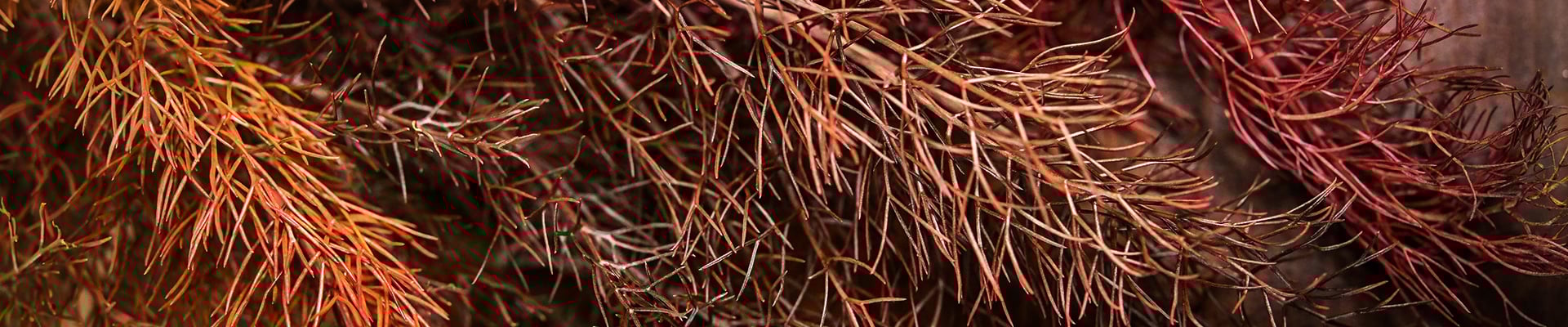 Fennel