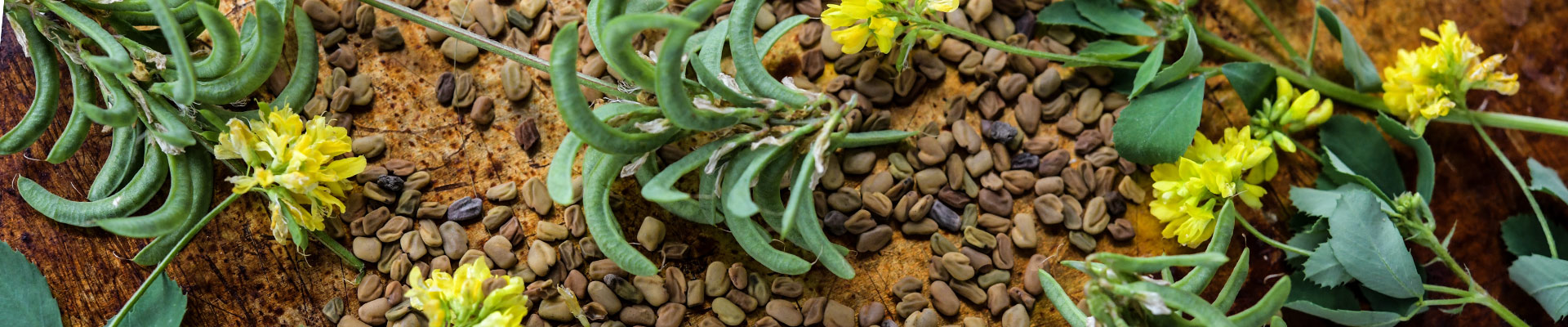 Fenugreek