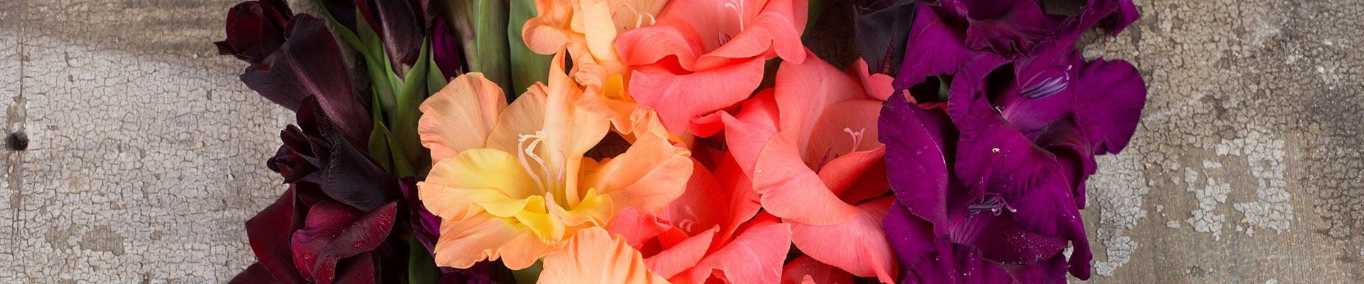 Gladiolas Gladiolas