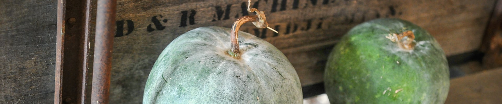 Wax Melon Wax Melon