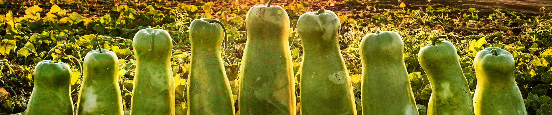 Gourds