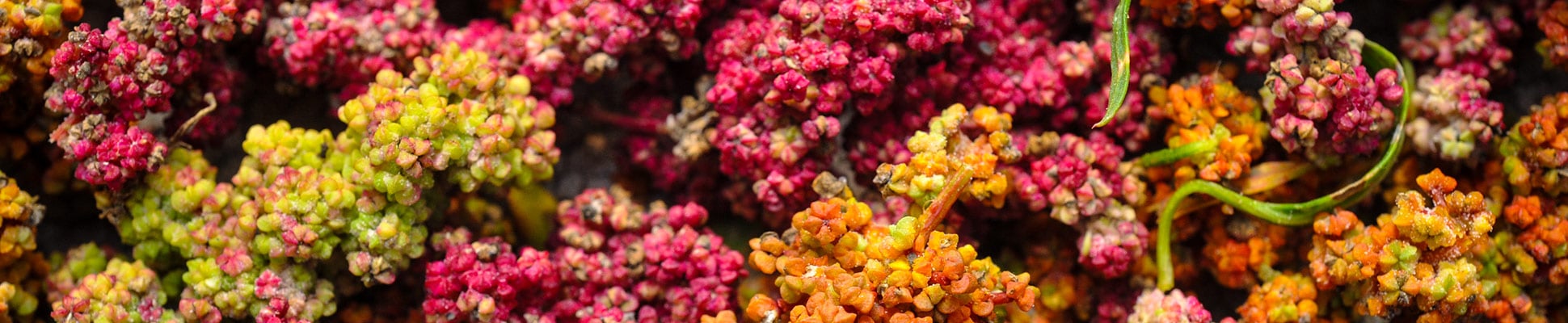Quinoa Quinoa