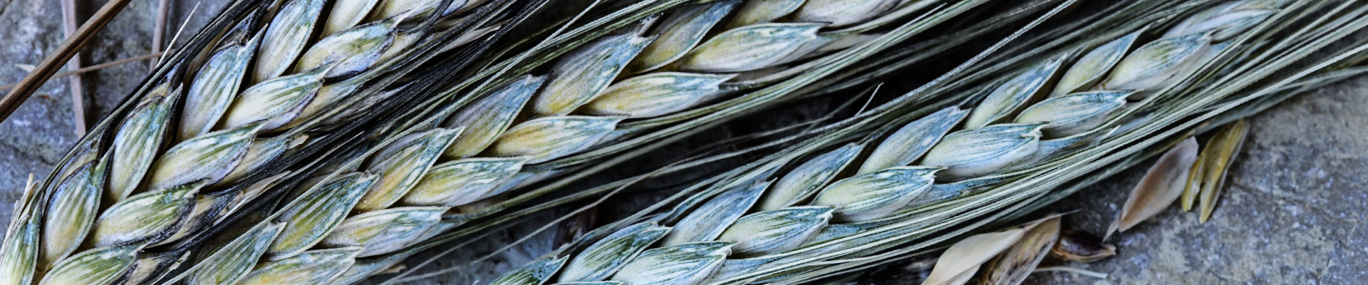 Wheat Wheat
