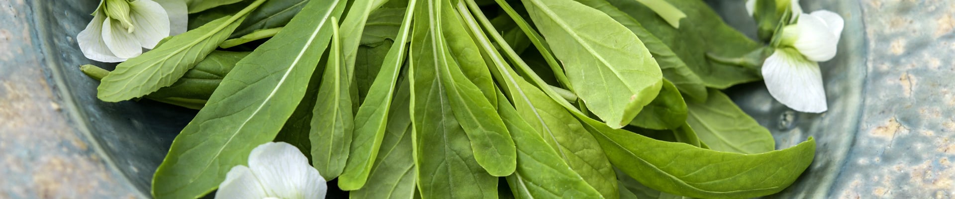 Mibuna Mibuna