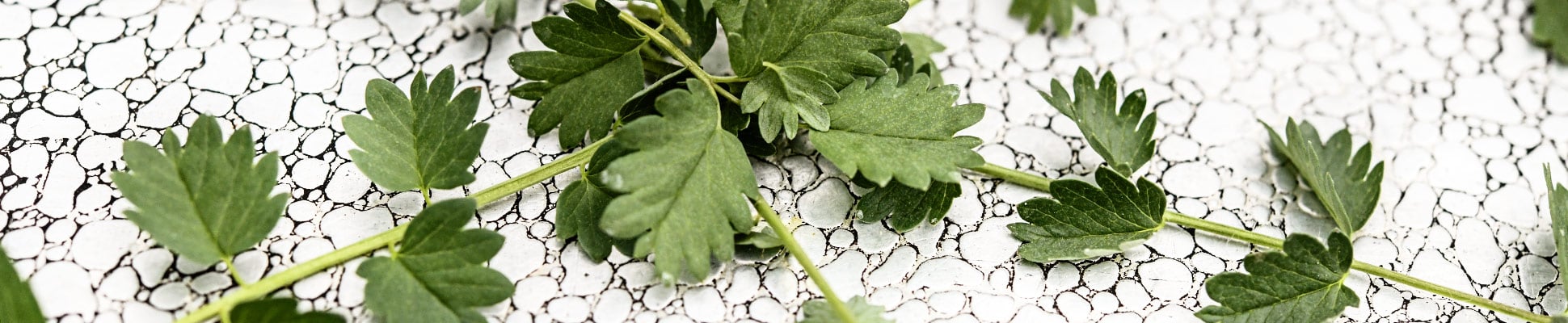 Salad Burnet Salad Burnet