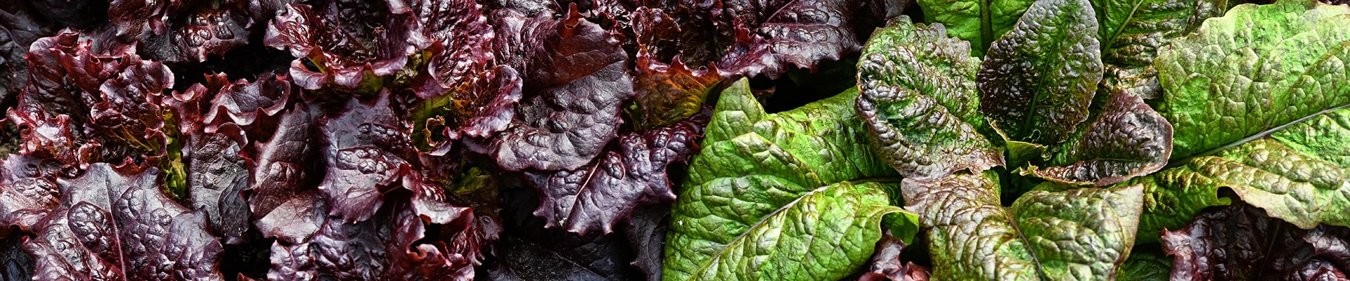 Lettuce