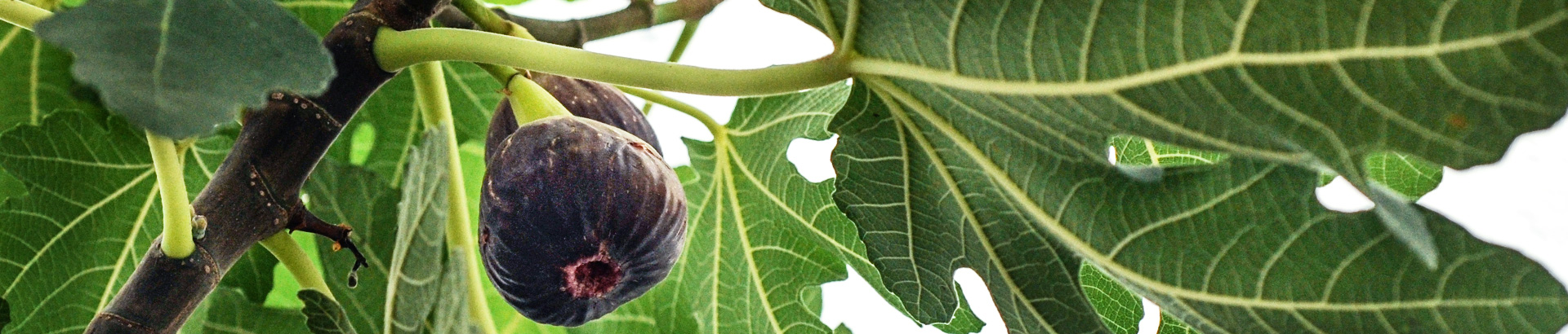 Fig plants