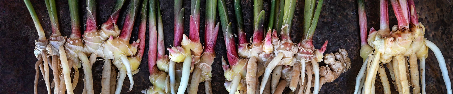 Ginger plants