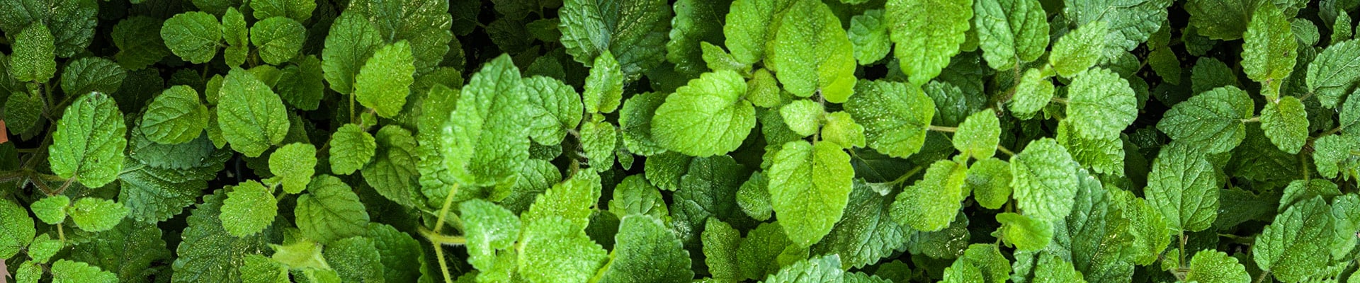 Lemon Balm Lemon Balm