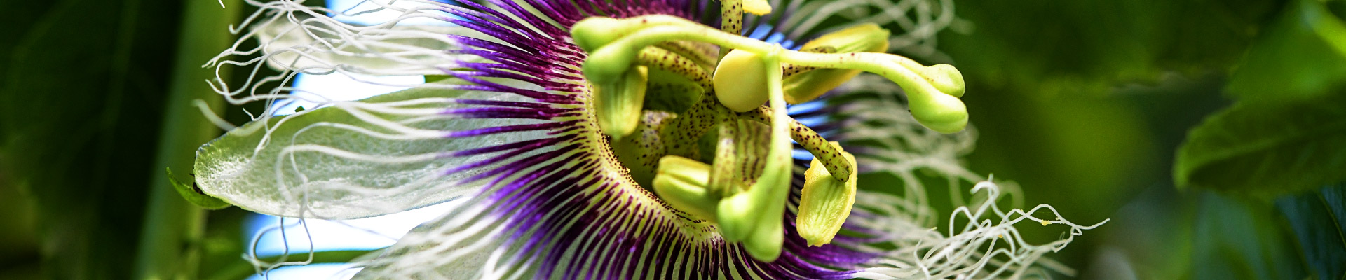 Passion Fruit plants