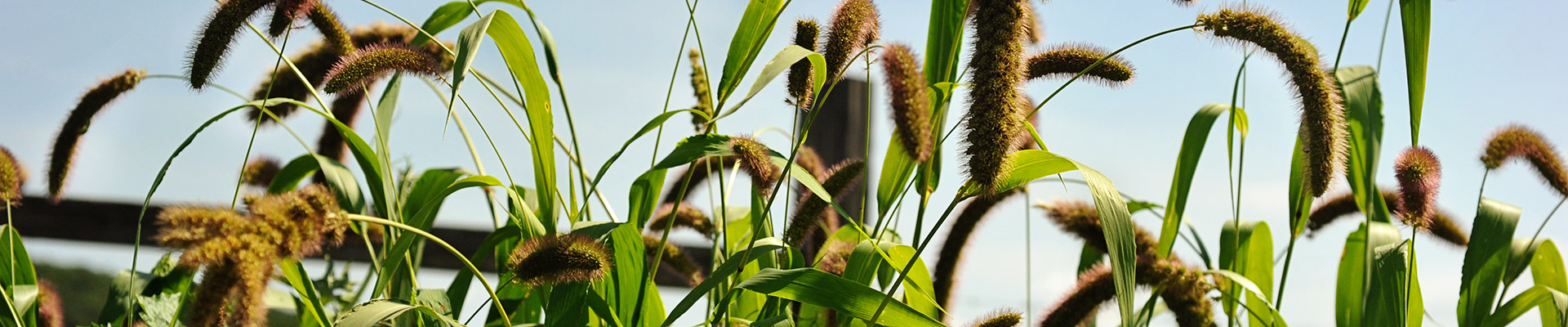 Millet Millet