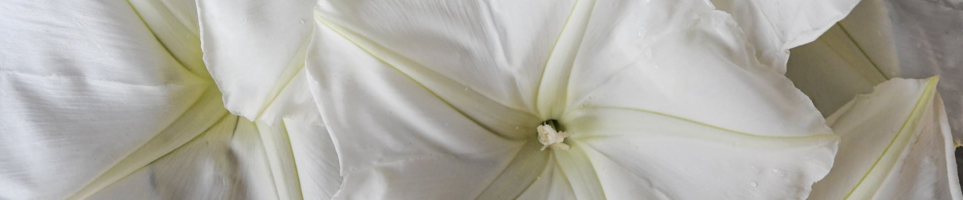 Moonflower Moonflower
