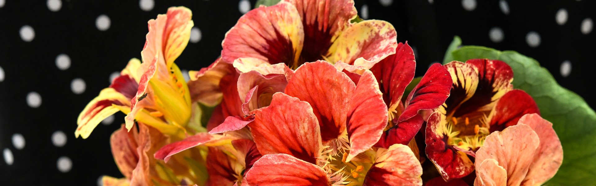 Nasturtium Nasturtium