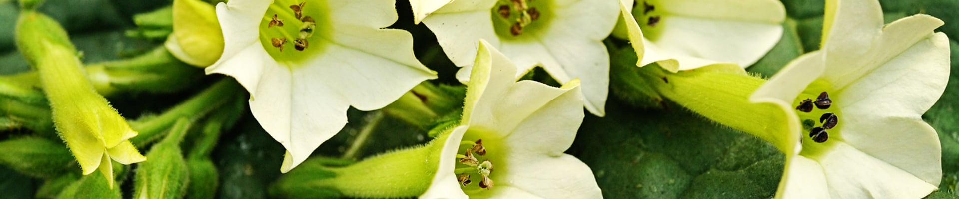Nicotiana Nicotiana