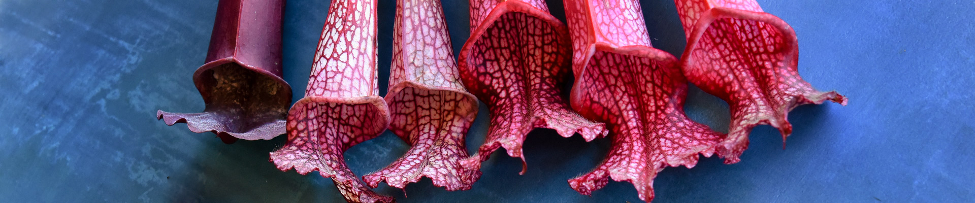 Pitcher Plants Pitcher Plants