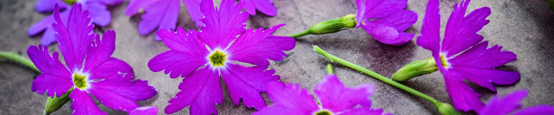 Primrose
