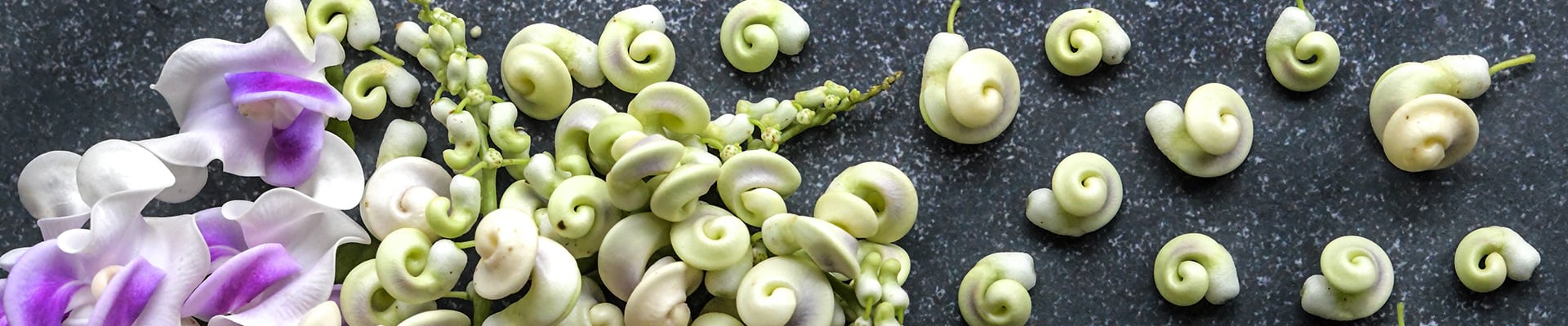 Snail Vine Snail Vine