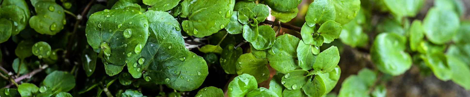 Watercress Watercress