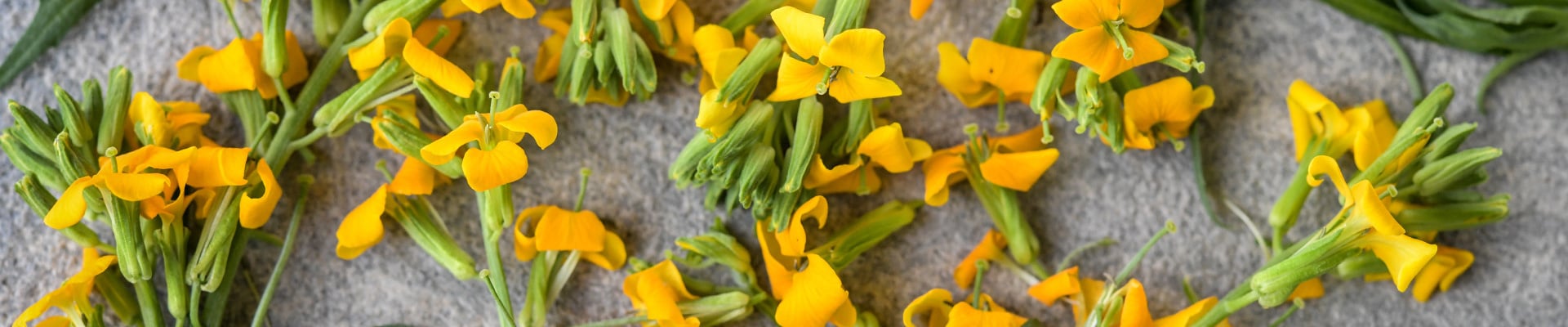 Wallflower Wallflower