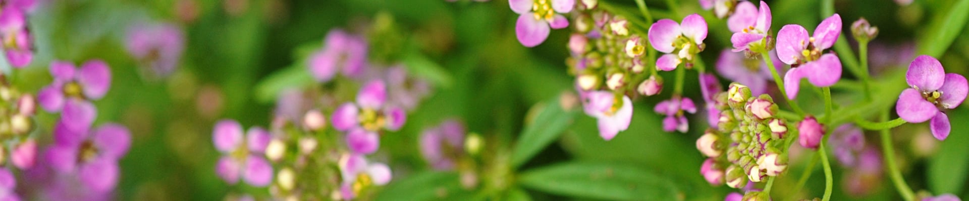 Sweet Alyssum