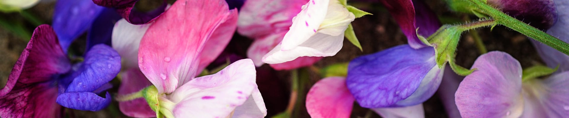 Sweet Peas