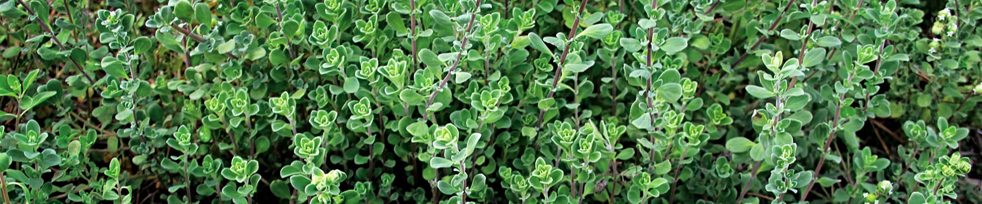 Marjoram