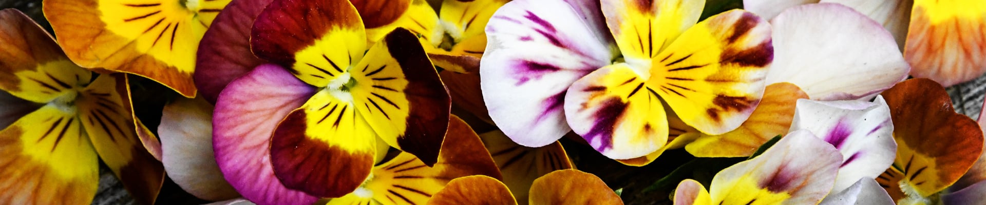 Pansy / Viola Pansy / Viola