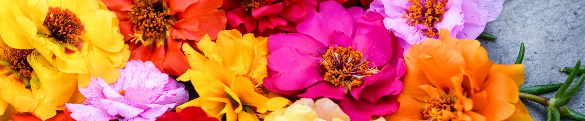 Portulaca