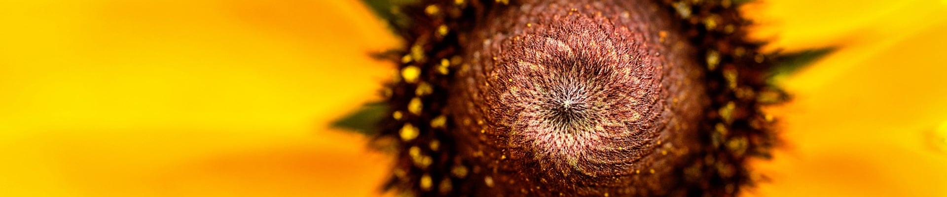 Rudbeckia Rudbeckia