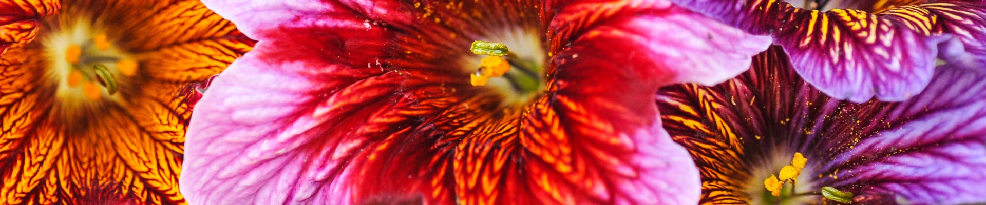Salpiglossis